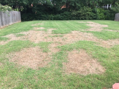 Brown Patch Fungus in Lawn