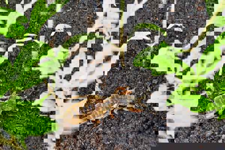 Spring Pest Activity in Southwest Florida Lawns