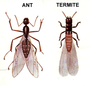 Ant Vs. Termite