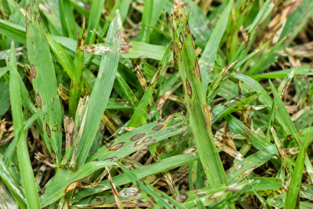 Gray Leaf Spot: Protect Your Florida Lawn with Westfall's Lawn & Pest