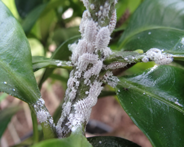 Mealy Bugs Are Spreading Across Southwest Florida: Here's What Homeowners Need to Know