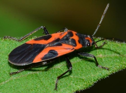Chinch Bug Season Is Starting in Southwest Florida: What Homeowners Need to Know