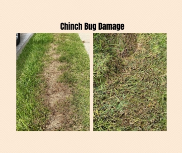 ?? How to Tell If Your Lawn Has Chinch Bugs (Before It’s Too Late) ??