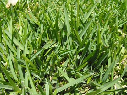 Navigating the Seasonal Transition of Your Lawn