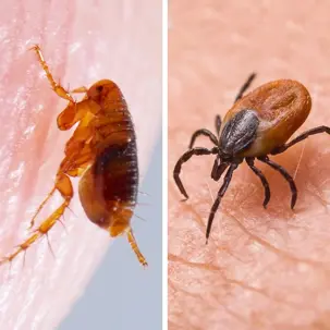 Fleas & Ticks in Spring: Protecting Your Pets and Property