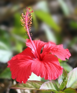 The Best Ornamental Plants for Sarasota & Manatee Counties
