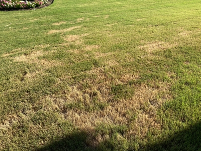 When Grass Throws Shade at Itself