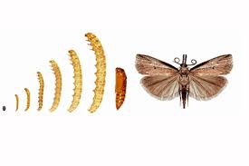 Sod Webworms in Florida