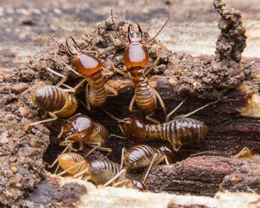 Subterranean Termites