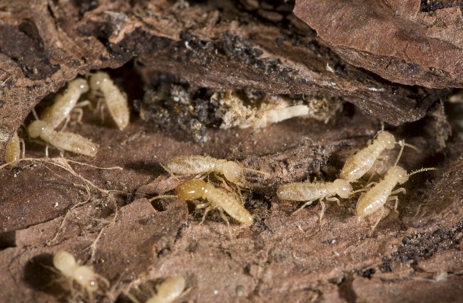 Subterranean Termites