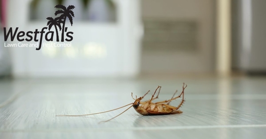 Can Bugs Predict the Weather?