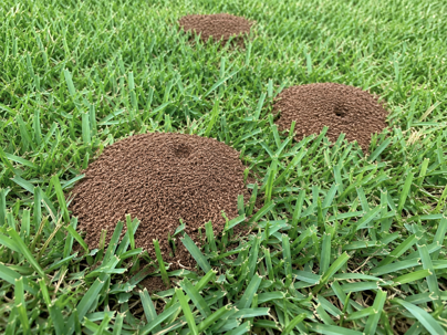 Fire Ant Mounds Seem to Appear Overnight: Here's Why