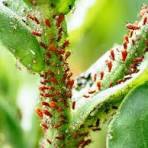 Aphids in Florida — What to Know and How to Treat Them