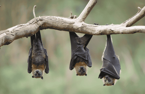 ?? Bats in Florida: Friends, Not Foes (But With Some Rules!)