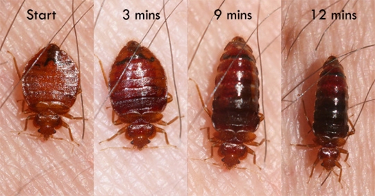 Bed Bugs in Manatee County: What Homeowners Need to Know This Winter