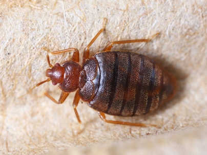Don't let the Bed Bugs Bite!