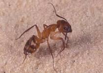 Dealing with Carpenter Ants: Protecting Your Bradenton Home