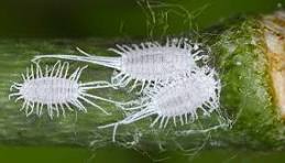 What Are Mealybugs and How Westfall’s Treats Them