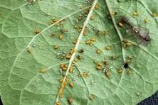 Attack of the Lawn Invaders