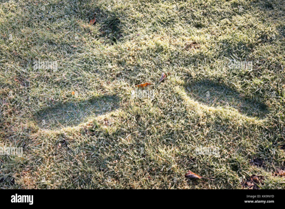 Why Your Grass Turned Brown After a Frost in Manatee County