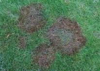 How Fungus Gets Into The Lawn