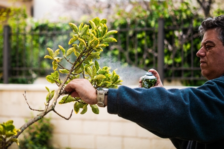Man treating a tree for pests.