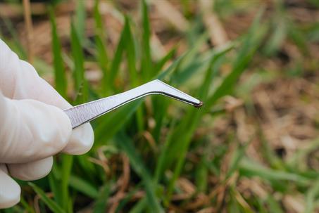 carefully removing a tick with tweezers