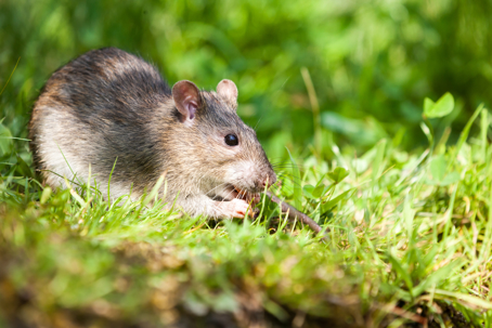 Rodent Activity Increases at the Start of Fall: Here's How to Keep Your Home Protected