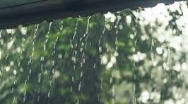 Why bugs flee indoors during rain and how to combat it!