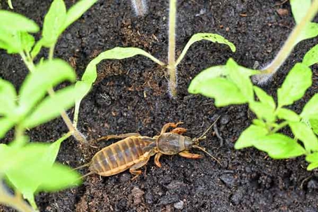 Mole Crickets in lawn