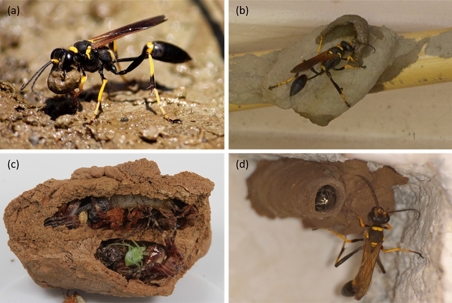 Mud Daubers: Friends, Foes, or Just Weird Houseguests?