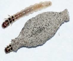 What Are Plaster Bagworms?