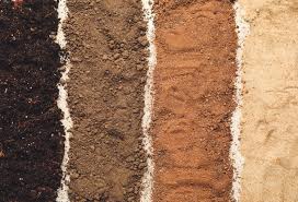 Florida’s Unique Soil: Sandy, Salty, and Surprisingly Tricky