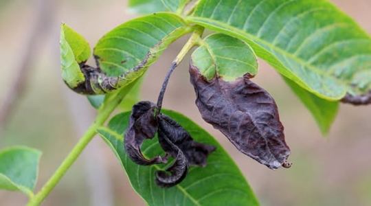 How Frost Affects Your Lawn in Manatee County