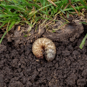 Preventing Winter Lawn Pests: Grubs, Caterpillars, and More