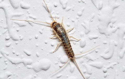 Silverfish Activity During Humidity: Why You’re Seeing More of These Pests in Southwest Florida