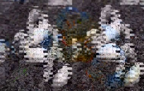 Grub Activity in Spring Lawns: What Homeowners Need to Know