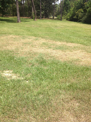 How to Keep Your Lawn Green During Drought Conditions