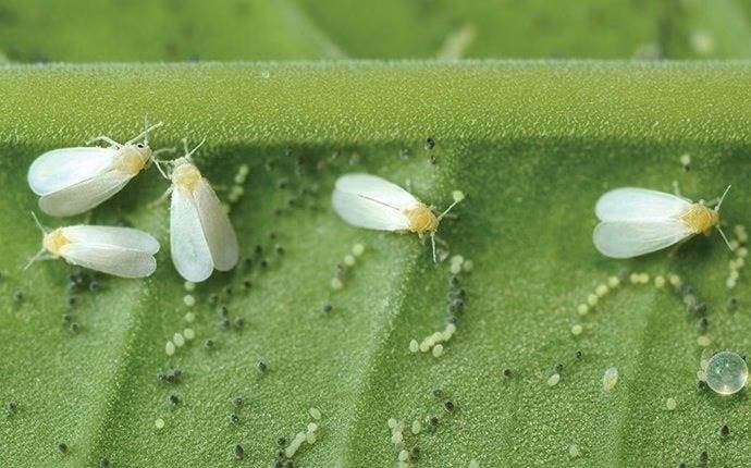 Top 5 Florida Pests and How to Keep Them Out of Your Home