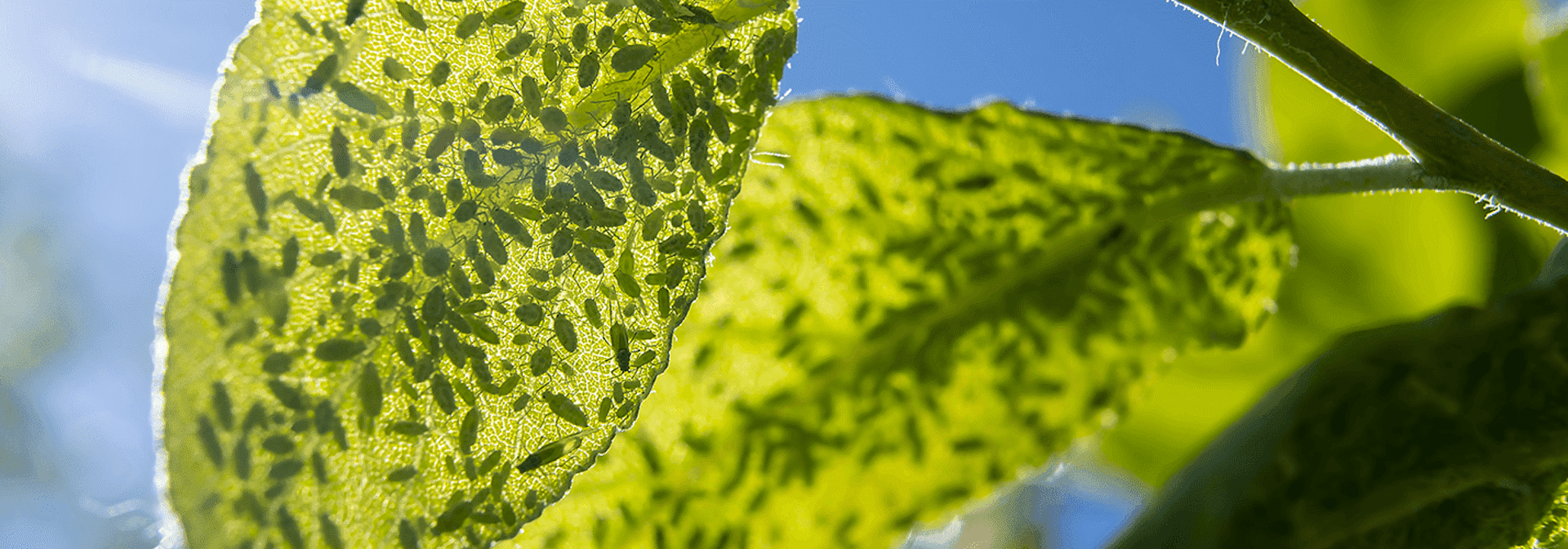 Aphids on a leaf