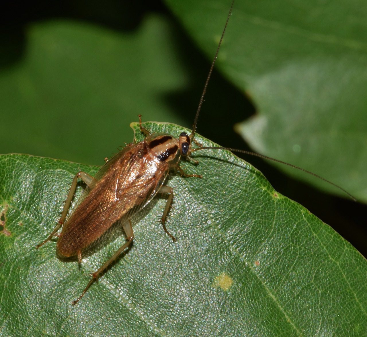 Cockroach on a leaf 