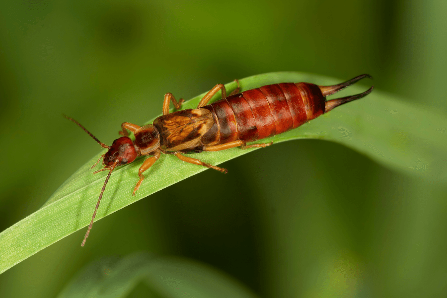 Earwig on a leaf