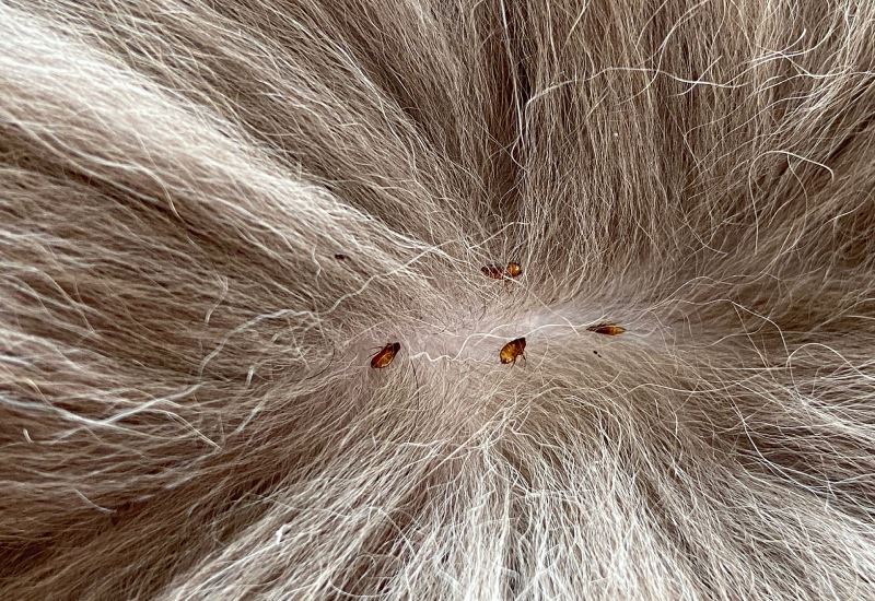 Fleas in fur 