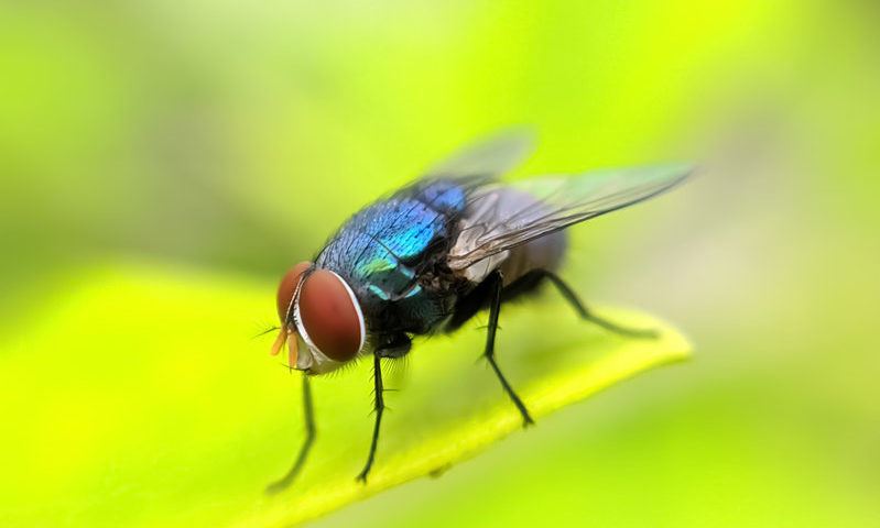 Fly on a Leaf