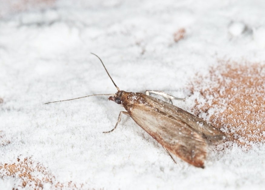 Pantry pest on salt 