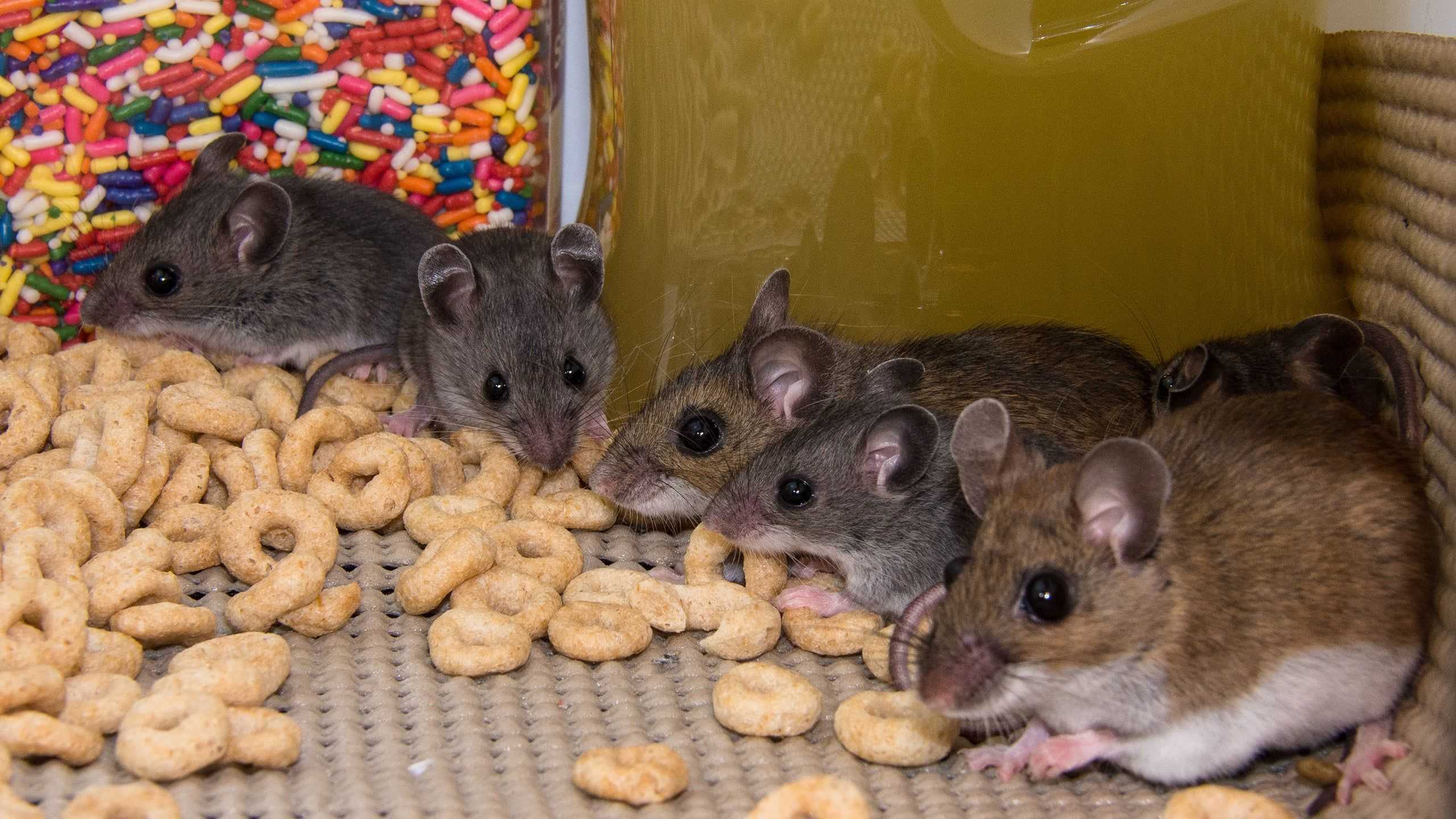 Rats eating cereal 