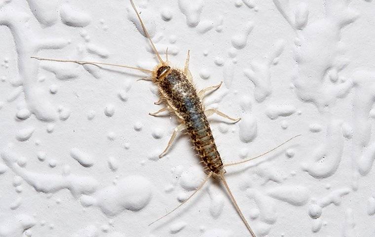 Silverfish on a wall 