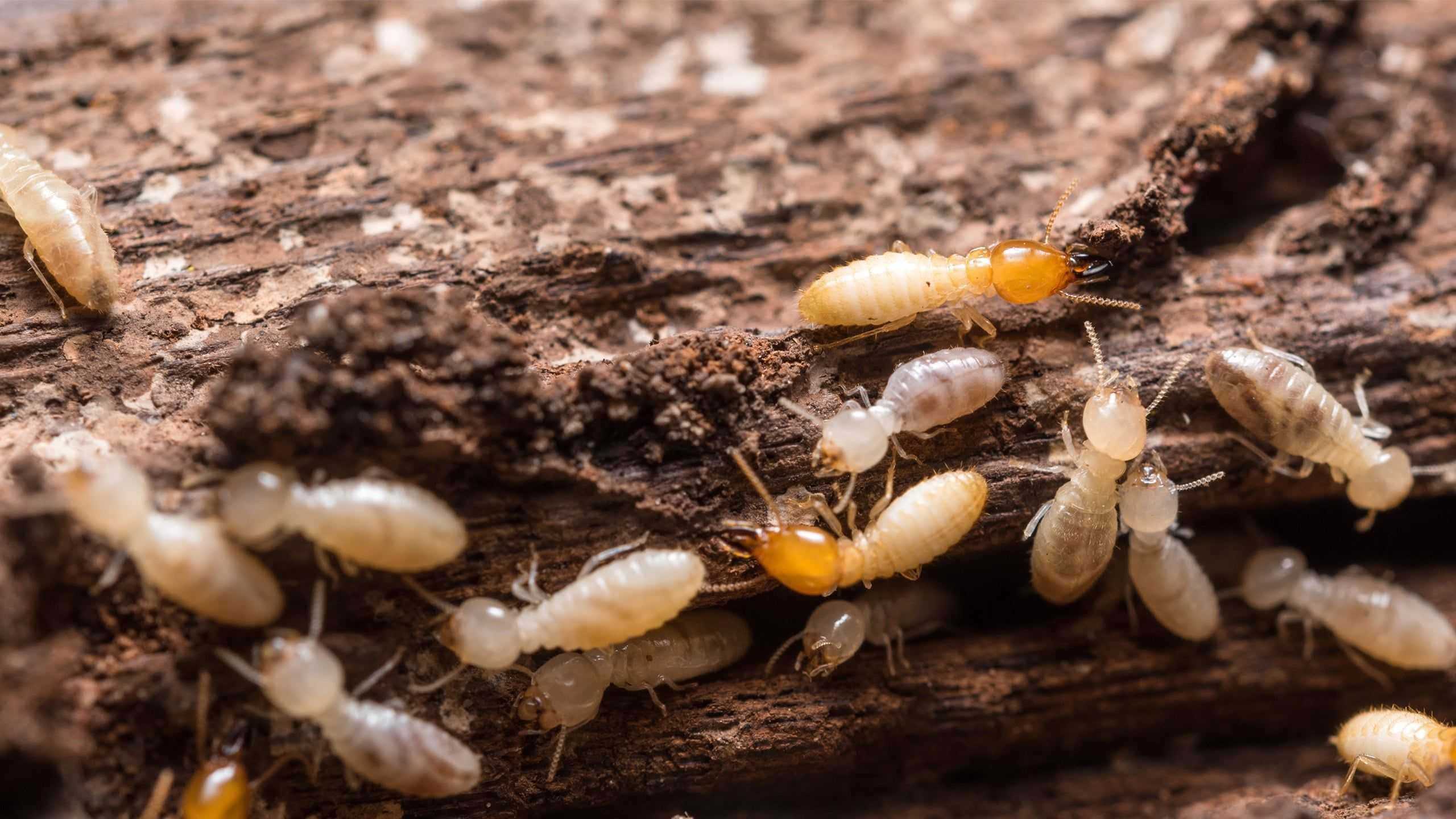 Termites on a piece of wood 