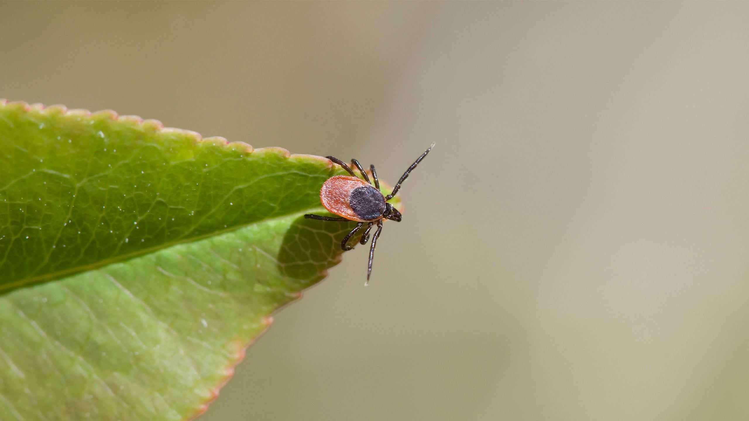 Tick on a leaf 