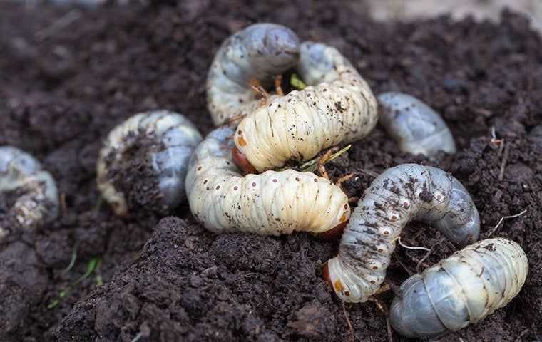 grubs in dirt